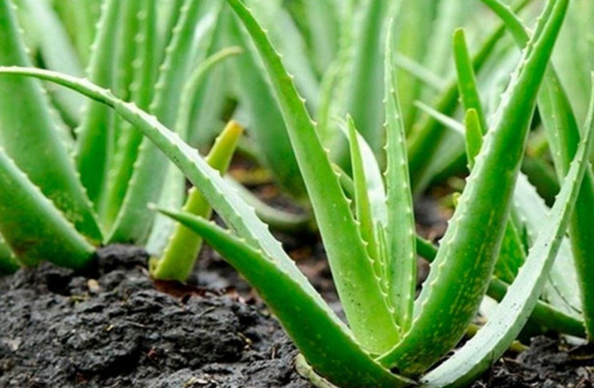"Babosa" é o nome comum em português, enquanto "Aloe Vera" é o nome científico e internacionalmente utilizado