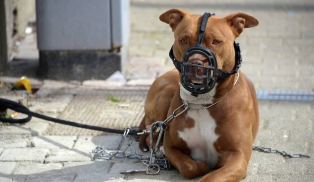 pit bull com focinheira