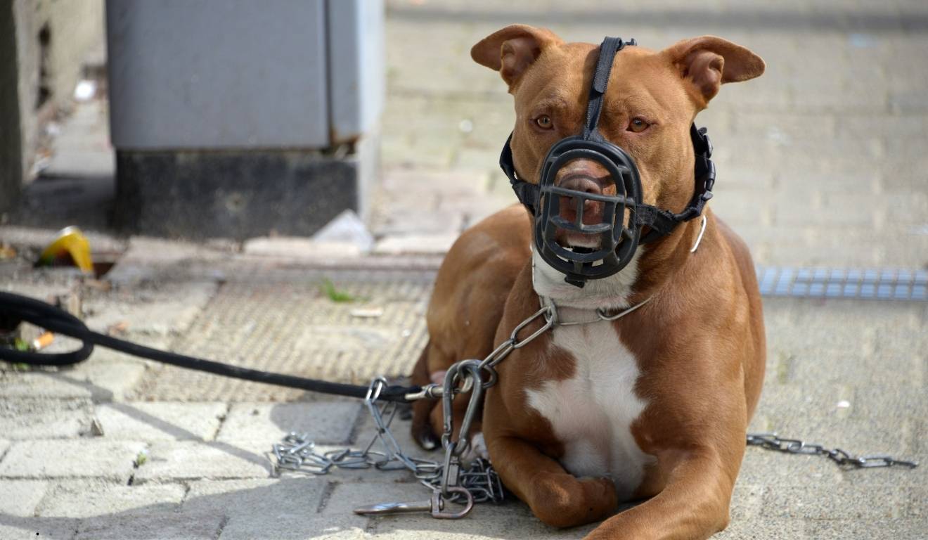 pit bull com focinheira