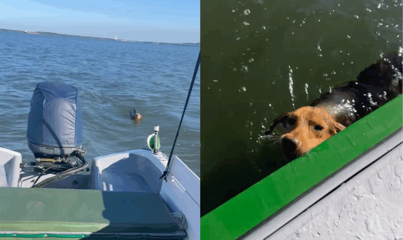cachorra em alto mar antes de ser resgatada