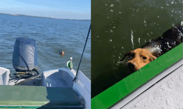 cachorra em alto mar antes de ser resgatada