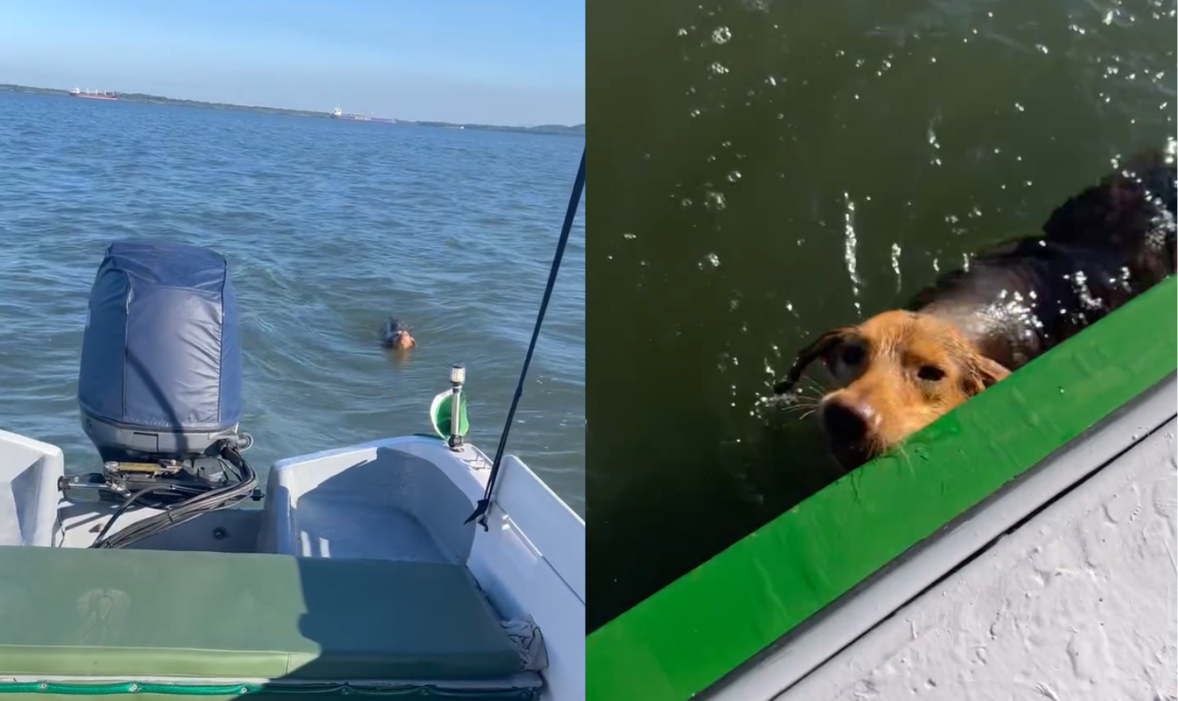 cachorra em alto mar antes de ser resgatada