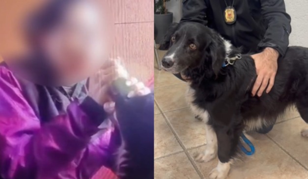 Cachorro é forçado a inalar maconha pela ex-companheira do tutor