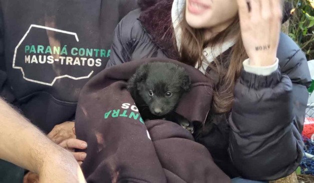 Cachorro que estava preso em toca sendo resgatado