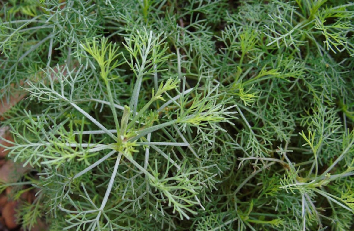 A cânfora é extraída da Árvore de Cânfora e é bastante utilizada no combate à celulite