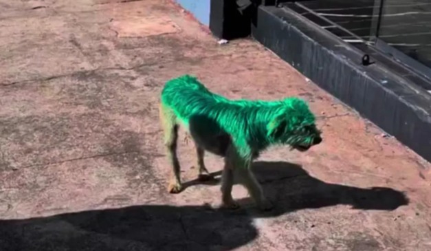 Cãozinho pintado com de verde