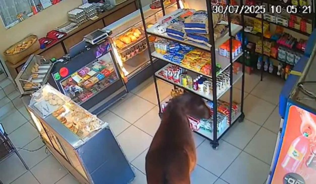 Cavalo invade padaria em imagem de câmera de segurança