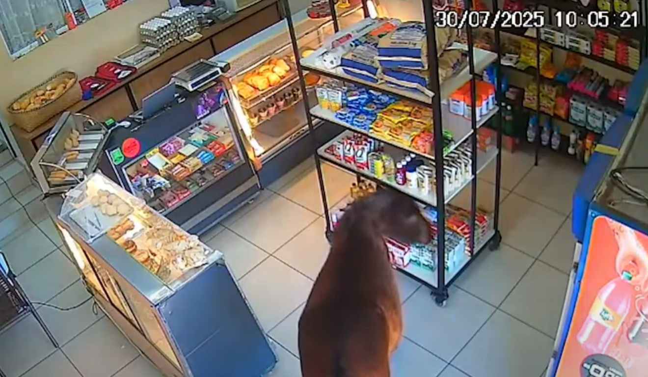 Cavalo invade padaria em imagem de câmera de segurança