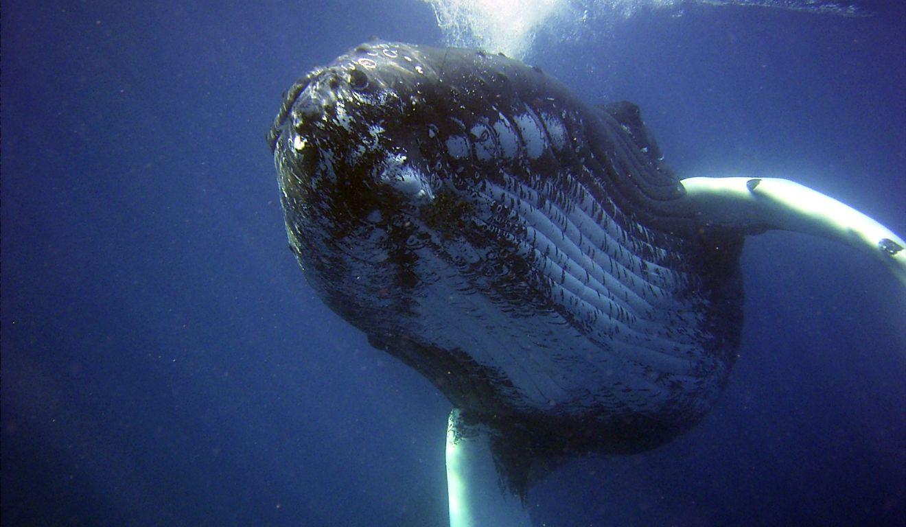 foto de uma baleia no fundo do mar