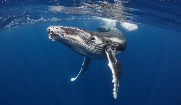 foto de uma baleia para ilustrar como elas dormem