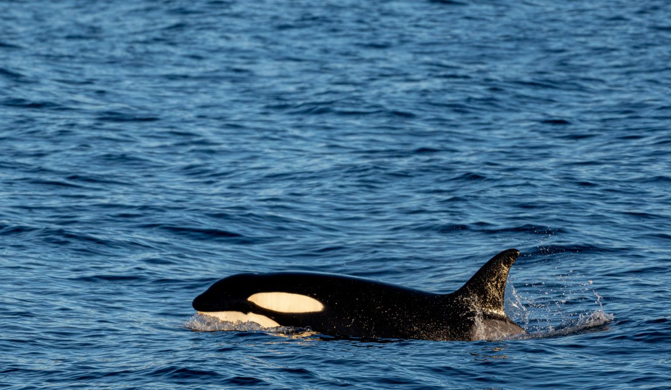 foto de uma baleia na superfície do oceano