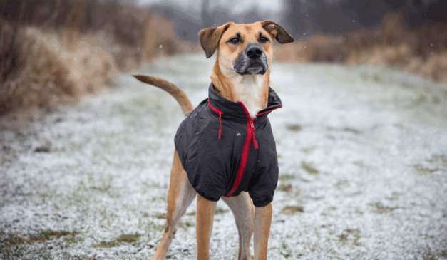 Imagem ilustrativa de um cachorro na neve com roupa.