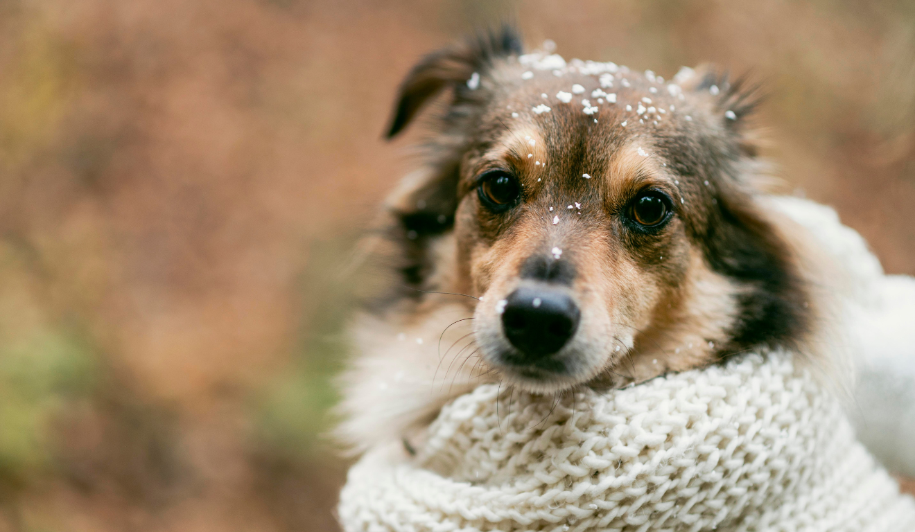 Imagem ilustrativa de um cachorro na neve com roupa.