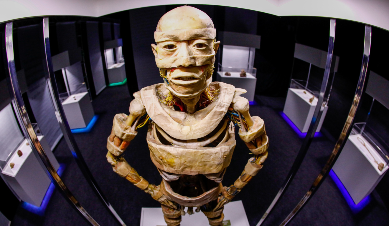 Corpo humano em exposição no Human Bodies – Maravilhas do Corpo Humano