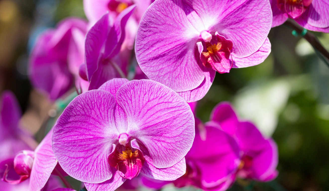 Imagem ilustrativa de uma orquídea rosa.