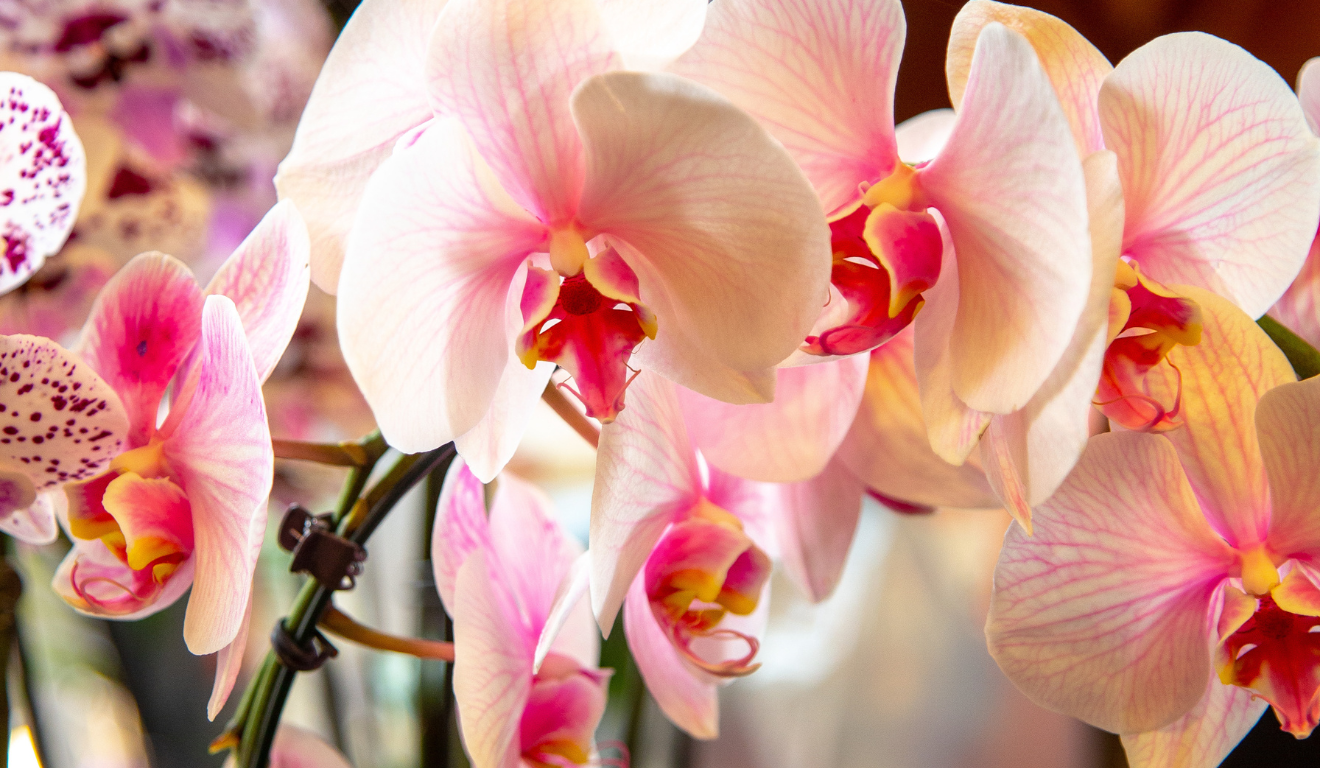 Imagem ilustrativa de uma orquídea branca e rosa.