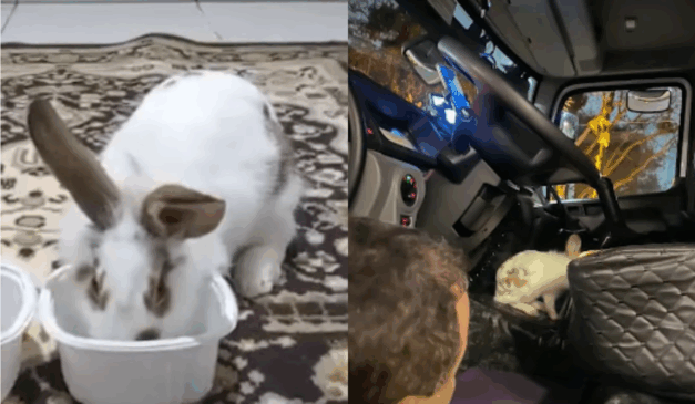 Imagem do coelho adotado e do animal dentro do caminhão.
