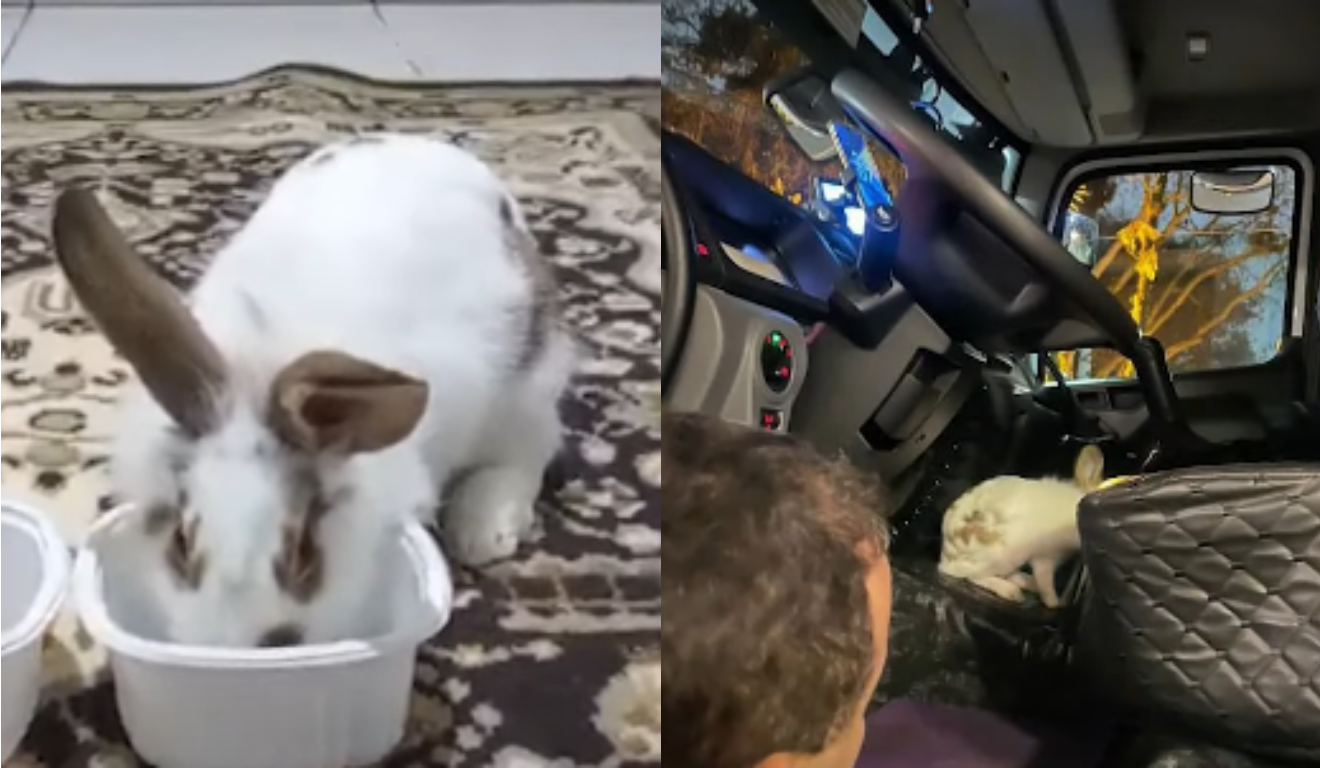 Imagem do coelho adotado e do animal dentro do caminhão.