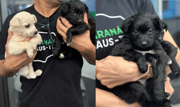 filhotes resgatados paraadoção