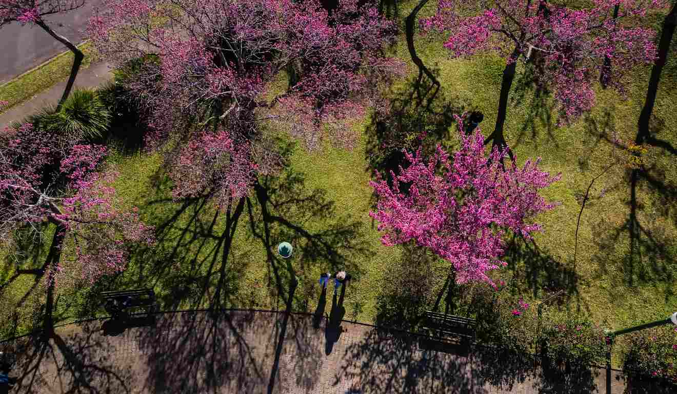 Cerejeiras do Japão em parque de Curitiba