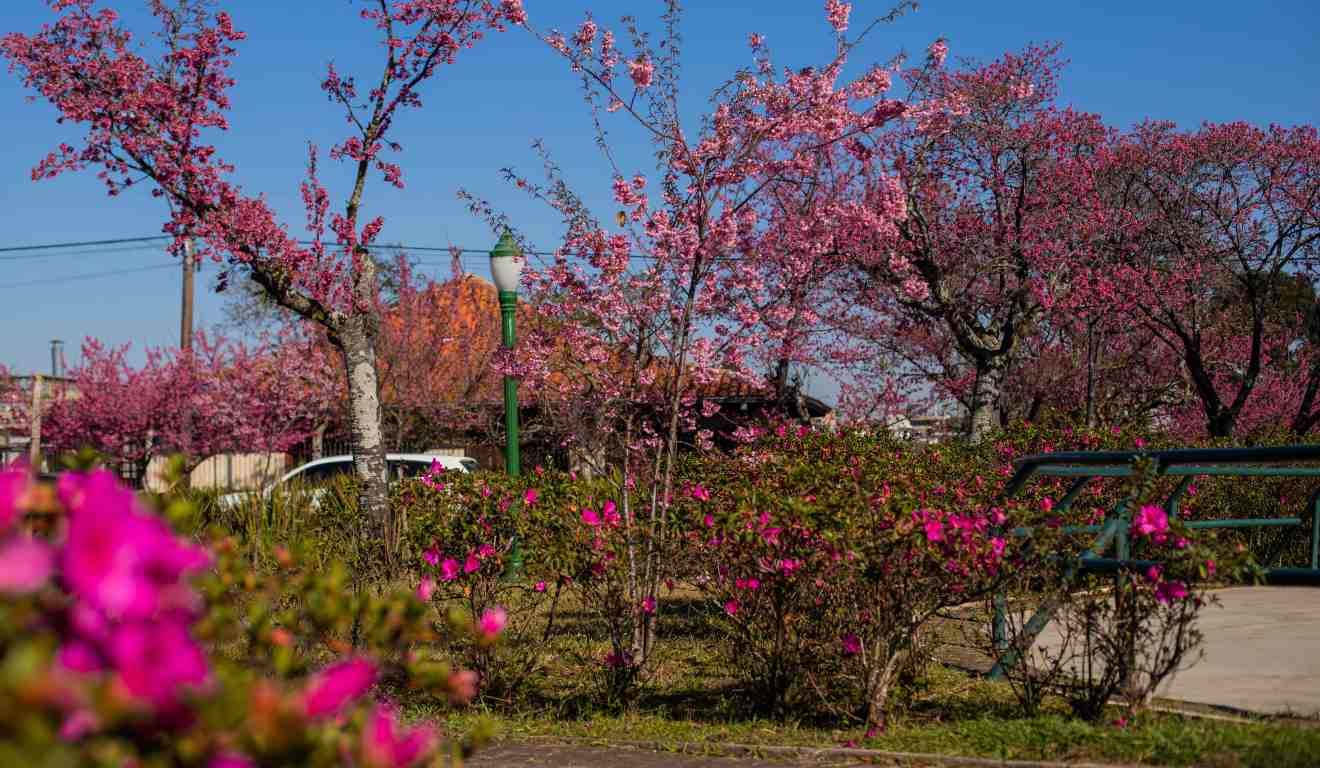 Florada de cerejeiras do Japão em Curitiba