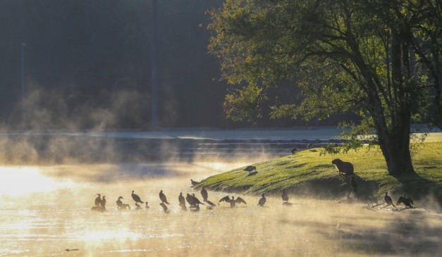 Lago com patos em parque da cidade
