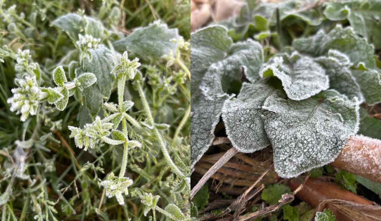 Geada em hortaliças em Paulo Frontim