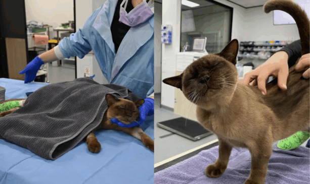 Gato com veterinário após entrar na máquina de lavar roupas