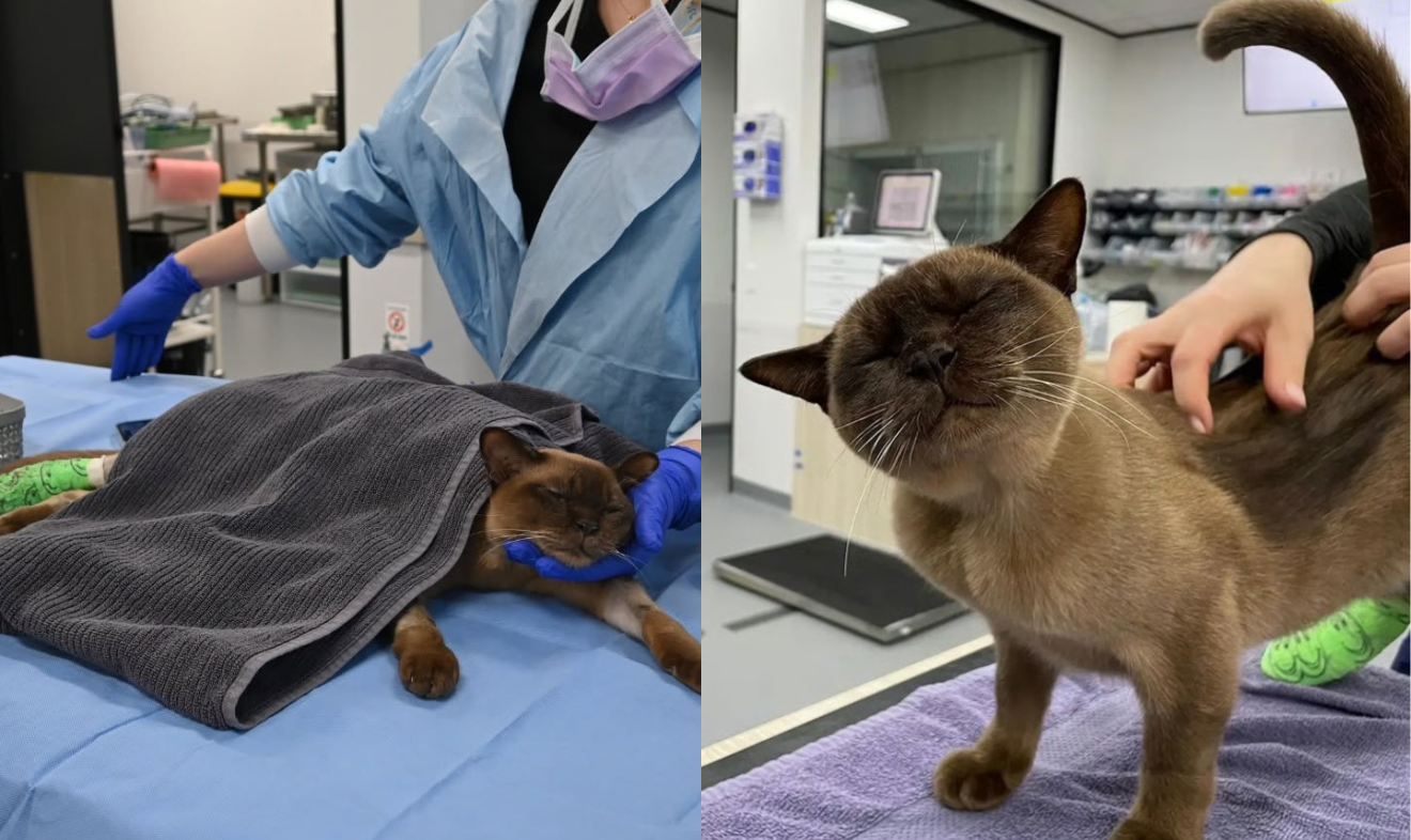 Gato com veterinário após entrar na máquina de lavar roupas