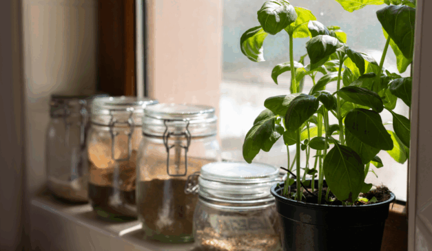 Imagem ilustrativa de temperos na janela.