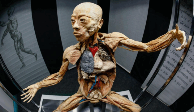 human bodies exposto na exposição Maravilhas do Corpo Humano