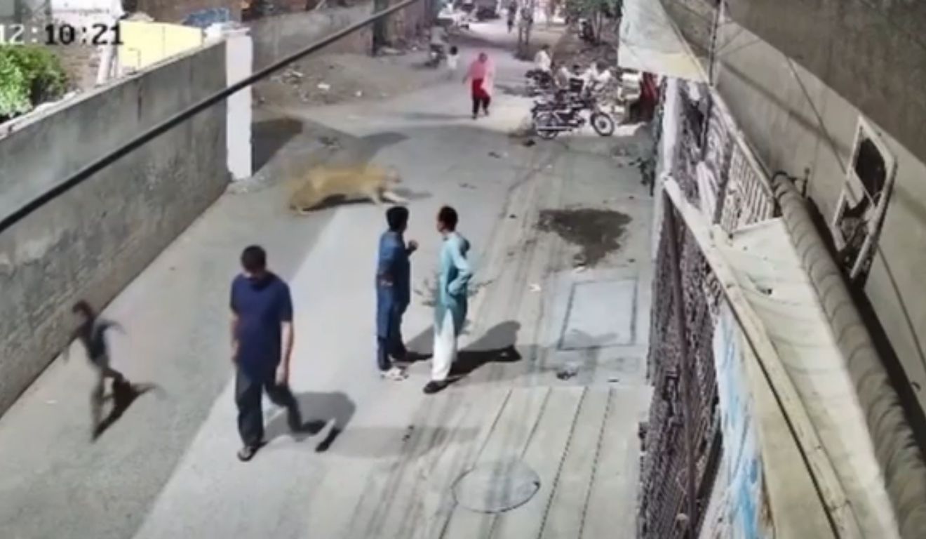 momento em que o leão pula o muro e ataca crianças e mulher