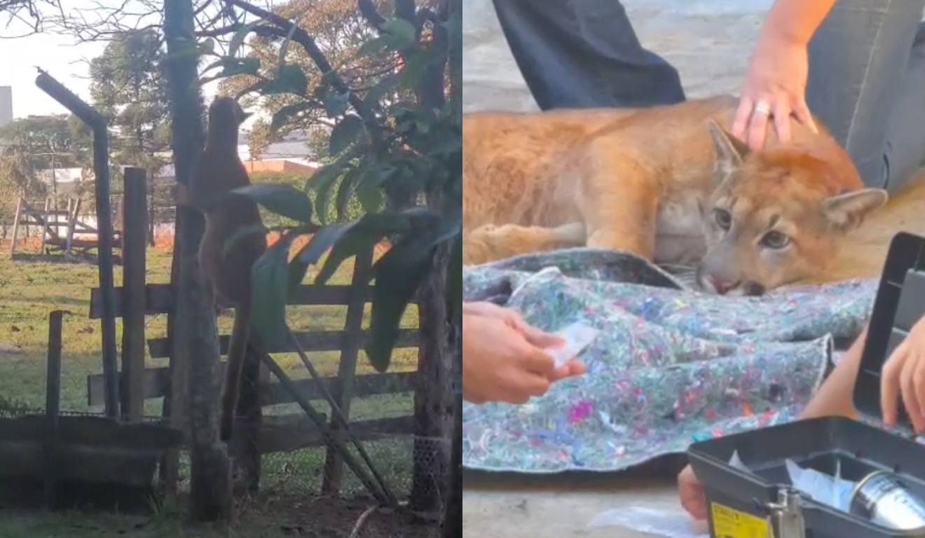 Onça-parda em Cambé, Paraná