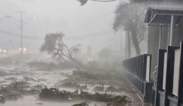 Árvore caída com chuva para representar que o Paraná vai enfrentar ventos fortes e chuva