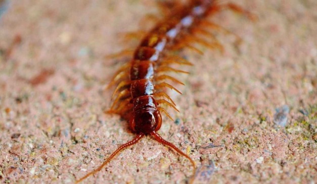 Lacraia andando em imagem