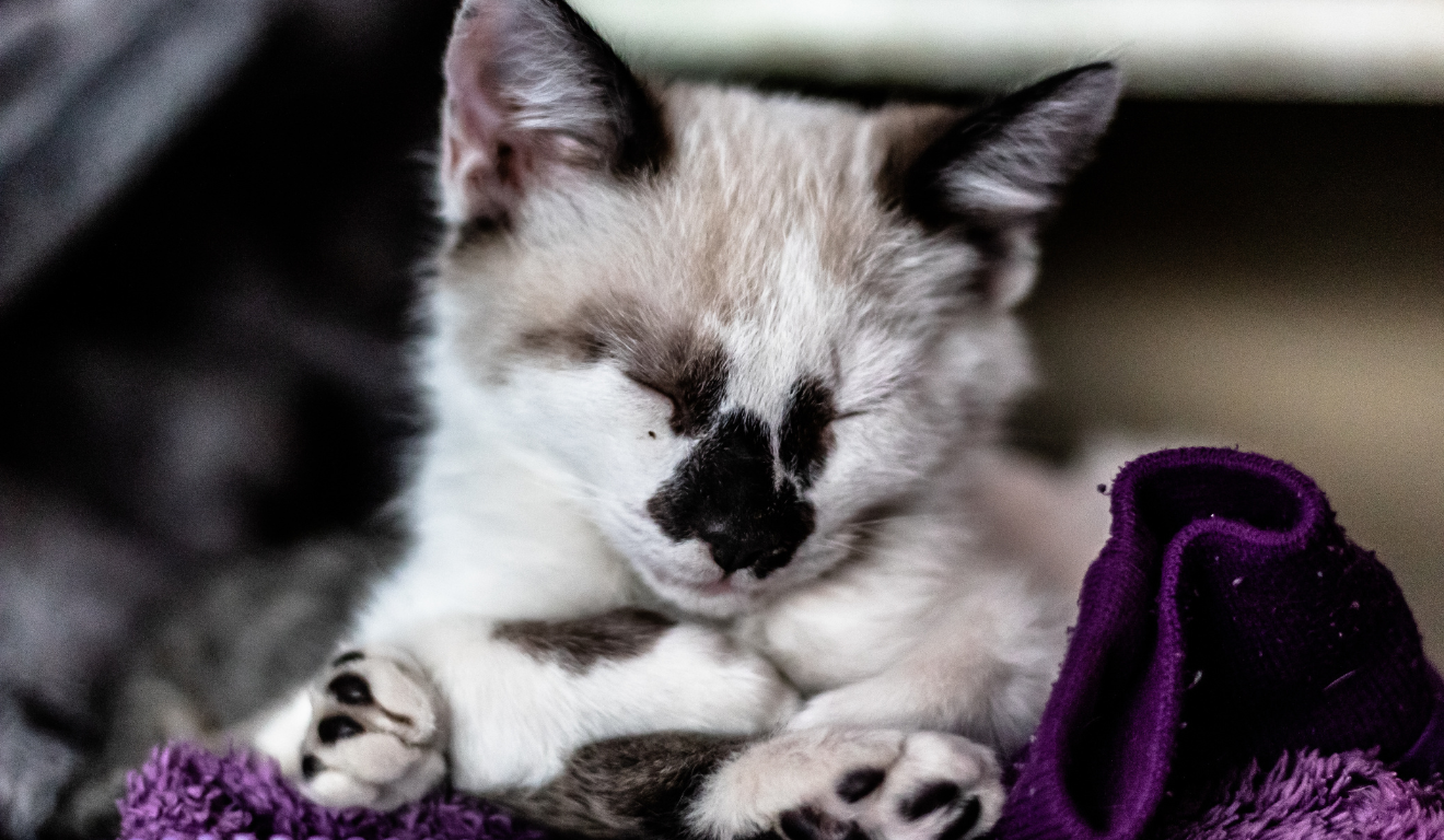 Imagem ilustrativa de um gato deitado.