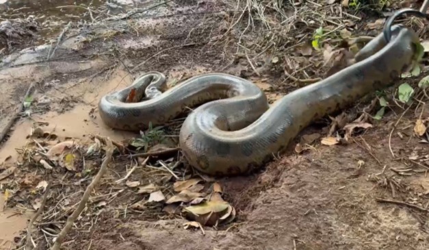 Sucuri capturada deitada em área de terra úmida, próxima ao Lago de Itaipu, antes de ser solta na natureza.