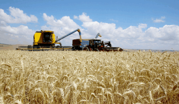 plantação de soja no paraná