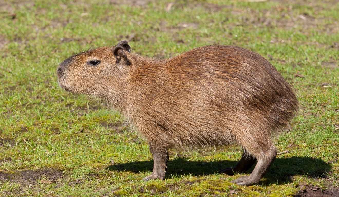 filhote de capivara