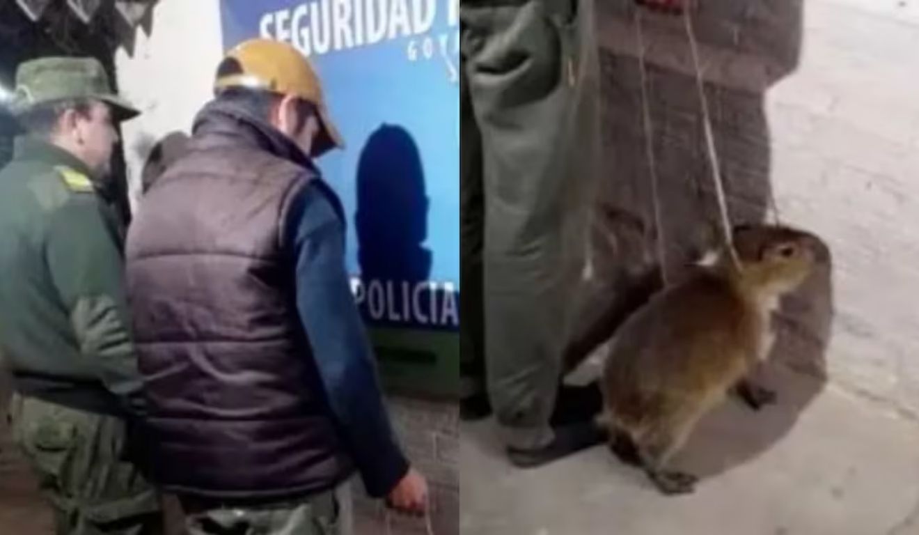 homem sendo preso por tentar vender filhote de capivara