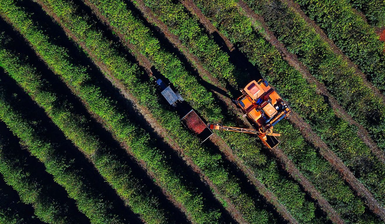 Plantação de café no Paraná; setores do agro e indústria apontam impactos das tarifas dos EUA