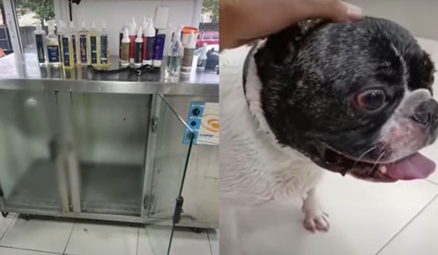 cachorro que ficou preso em máquina secadora no pet shop