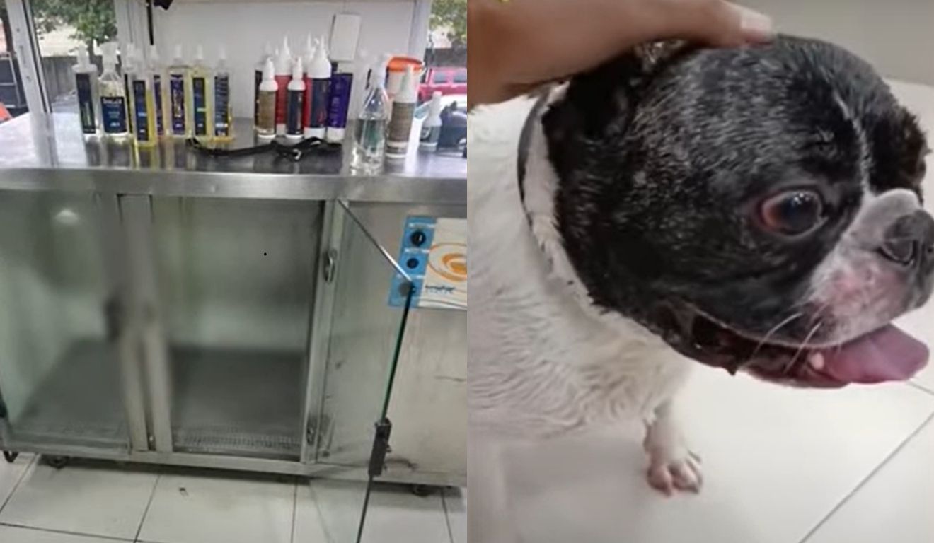 cachorro que ficou preso em máquina secadora no pet shop
