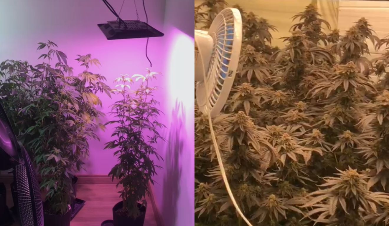estufa de maconha encontrada no apartamento do casal