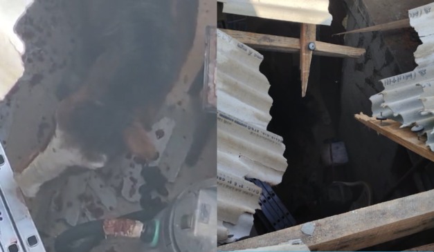 Cavalo caiu do telhado e foi parar dentro da casa em Almirante Tamandaré