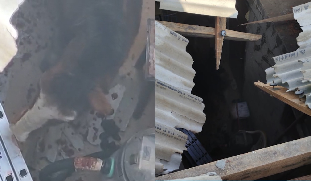 Cavalo caiu do telhado e foi parar dentro da casa em Almirante Tamandaré