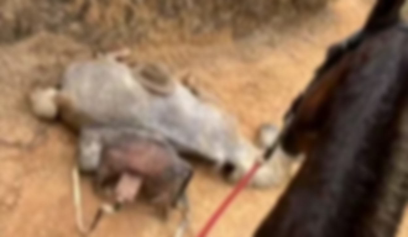 Cavalo morto no chão.