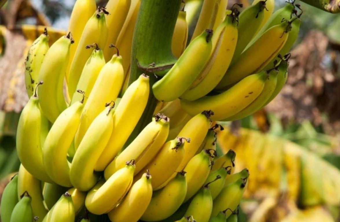 Crise das bananas por influência das mudanças climáticas