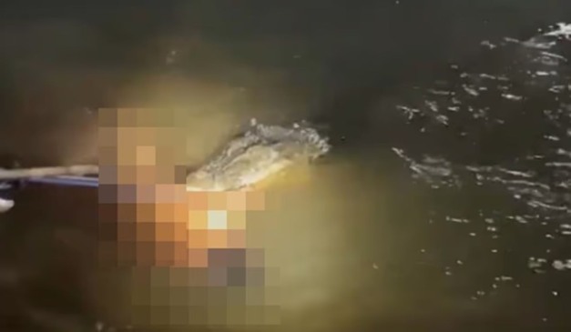 crocodilo que devorou e matou homem