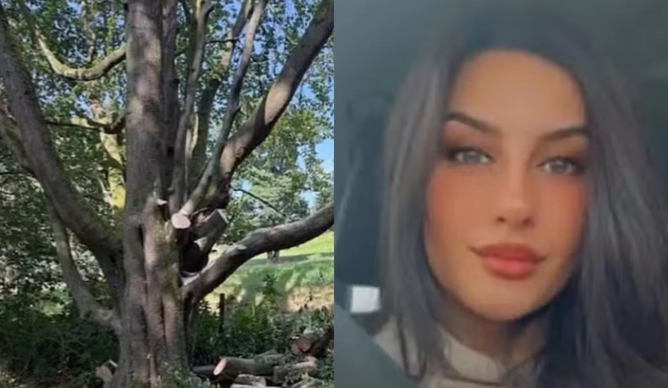 Colagem árvore e Madia.